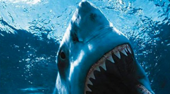 001-shark.png